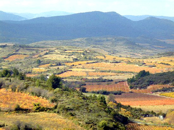 Corbières vinyards